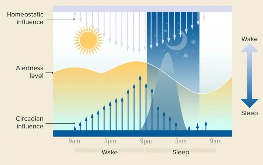 تمثيل تخطيطي لنموذج العمليتين للنوم. يزداد التأثير التوازني، المعروف أيضًا باسم ضغط النوم، أثناء الاستيقاظ وينخفض ​​أثناء النوم. ينظم التأثير اليومي، أو الساعة اليومية، أنماط النعاس واليقظة طوال اليوم المكون من 24 ساعة. تتفاعل العمليتان معًا للتحكم في دورة النوم واليقظة. (يمثل المنحنى الأصفر ميلنا إلى الاستيقاظ، بينما يصور المنحنى الأزرق ميلنا إلى النوم، كما تحدده مستويات هرمون الميلاتونين.
